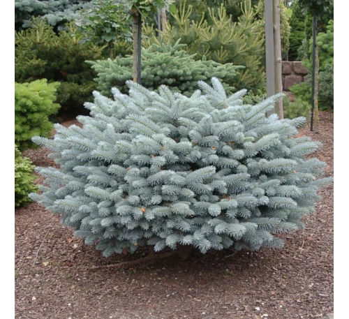 Ель колючая Глаука Глобоза (Glauca Globosa) С2
